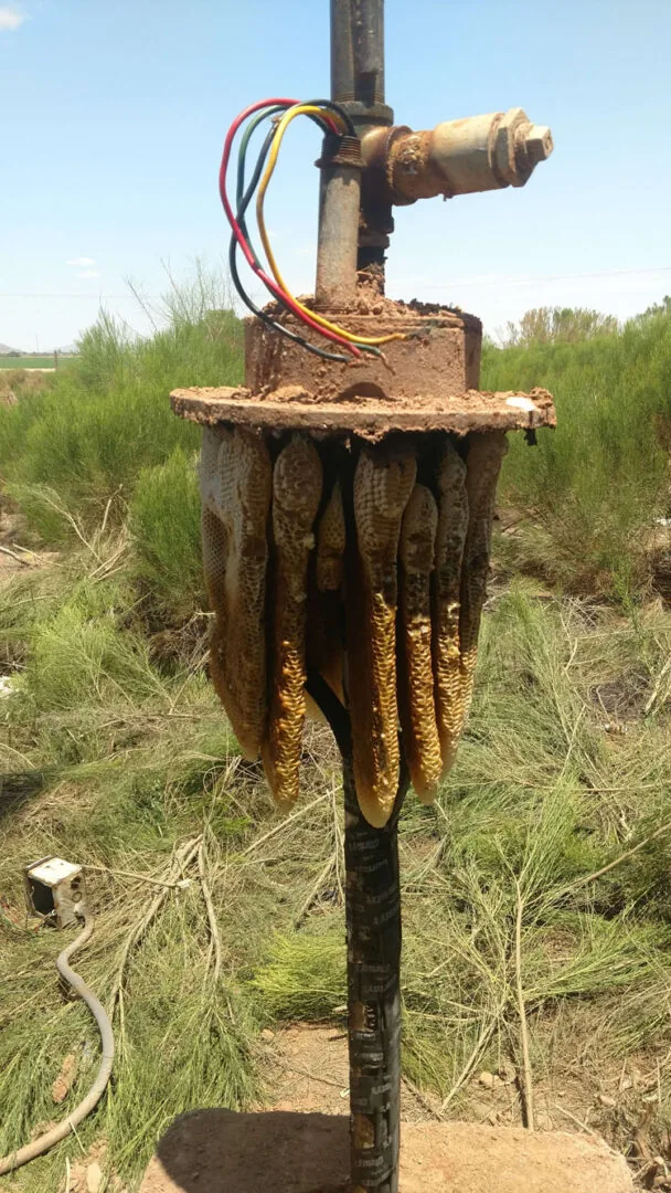 A well seal and drop pipe lifted from a well with a honeybee comb built underneath it